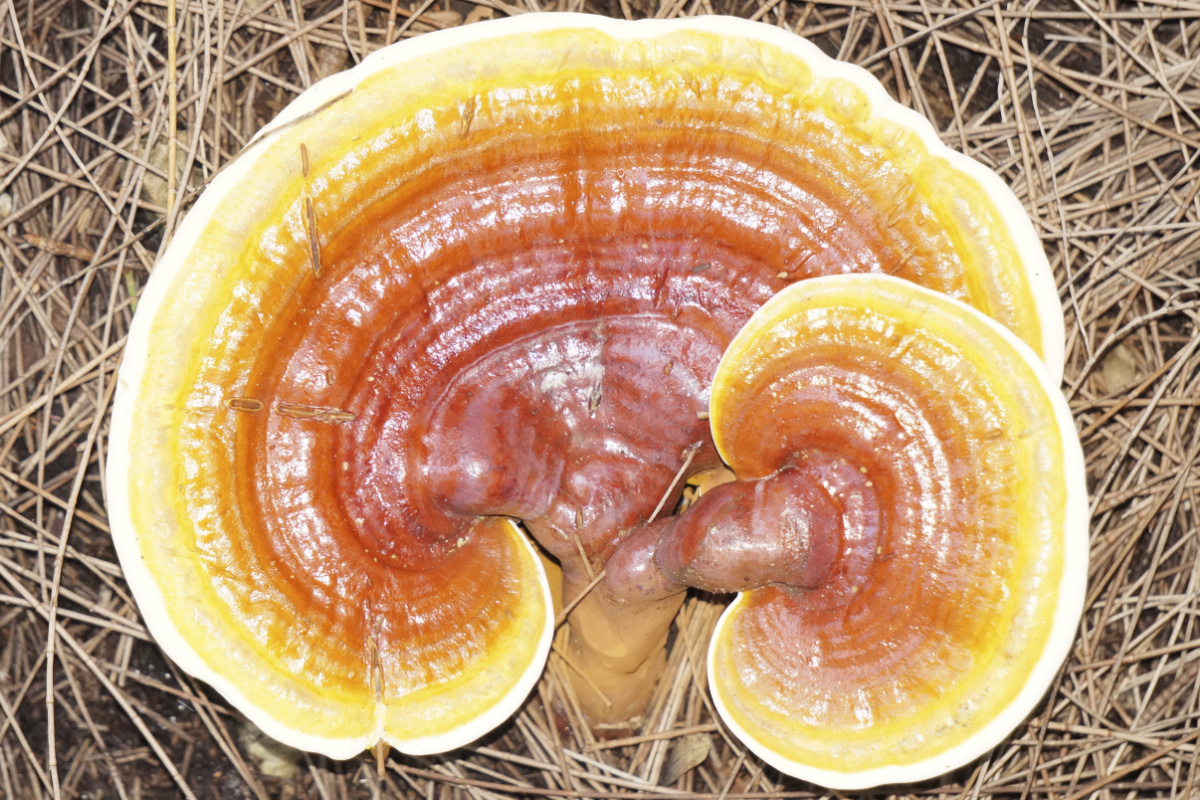 Účinky Reishi